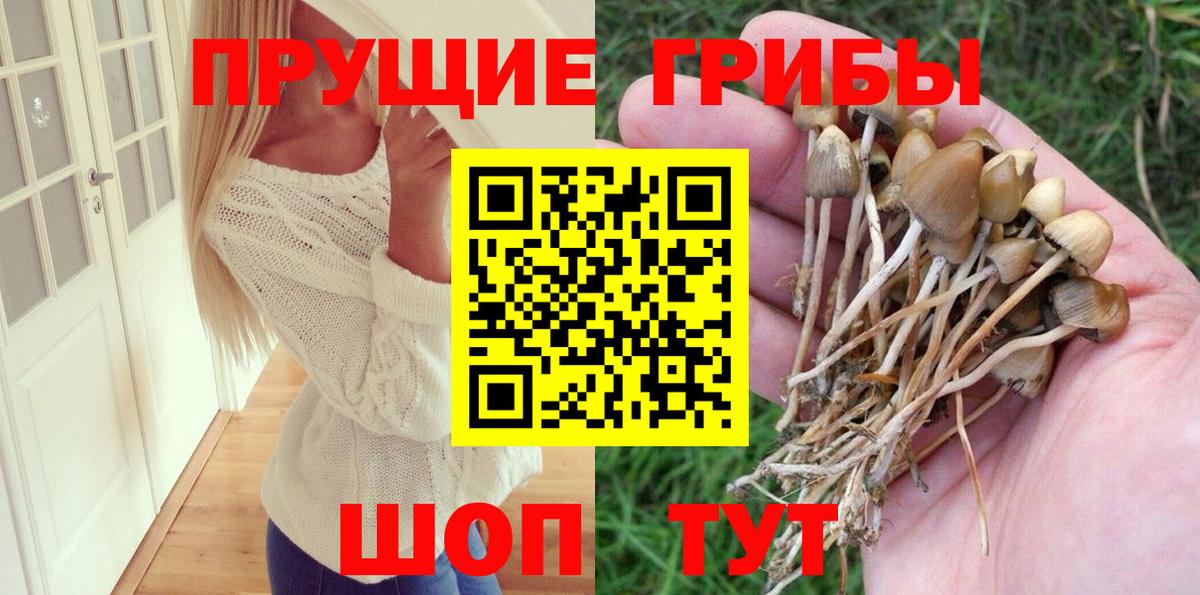 Партизанск  Галлюциногенные грибы Cubensis  Вход с VPN 